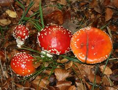 Fliegenpilz -Amanita muscaria- -8-