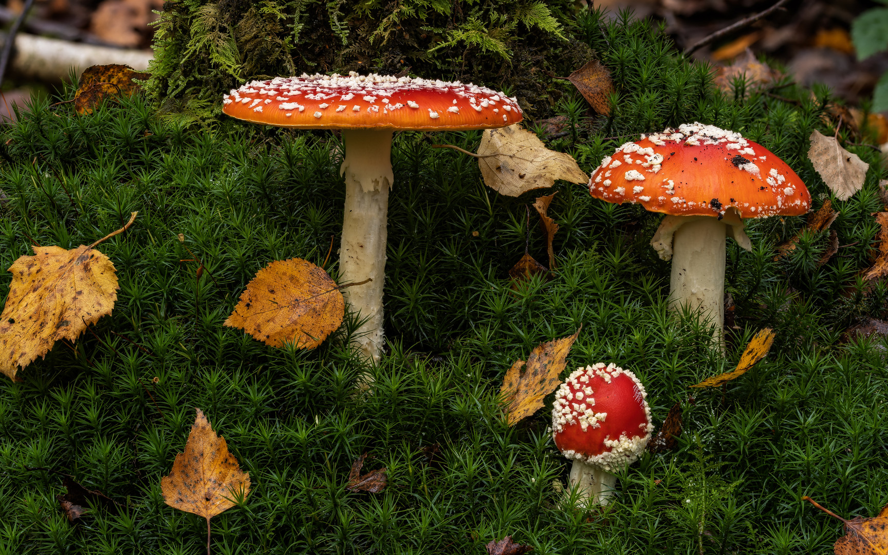 Fliegenpilz (Amanita muscaria)