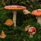 Fliegenpilz (Amanita muscaria)