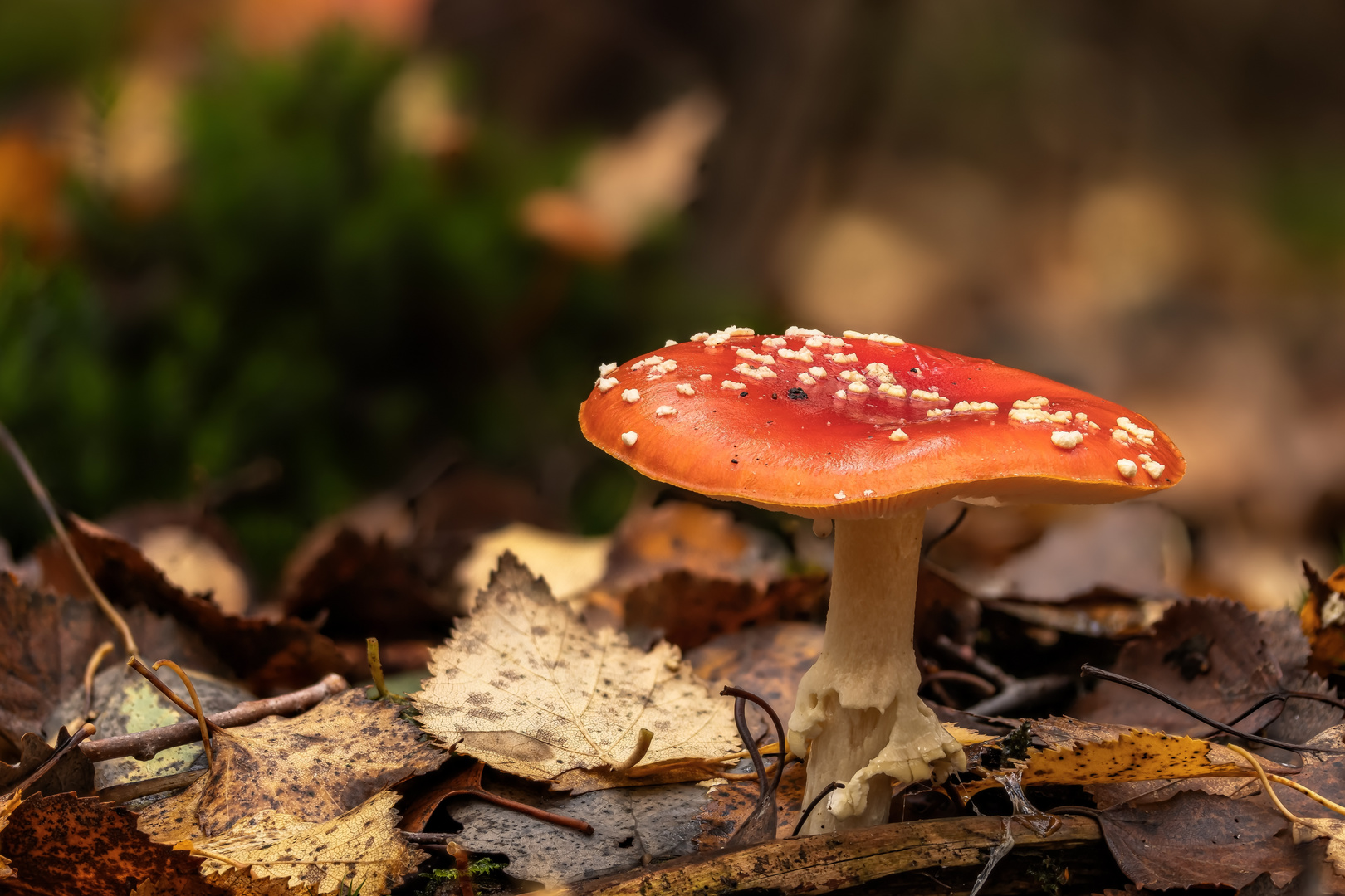 Fliegenpilz (Amanita muscaria)