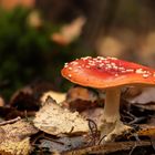 Fliegenpilz (Amanita muscaria)