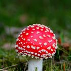 Fliegenpilz (Amanita muscaria)