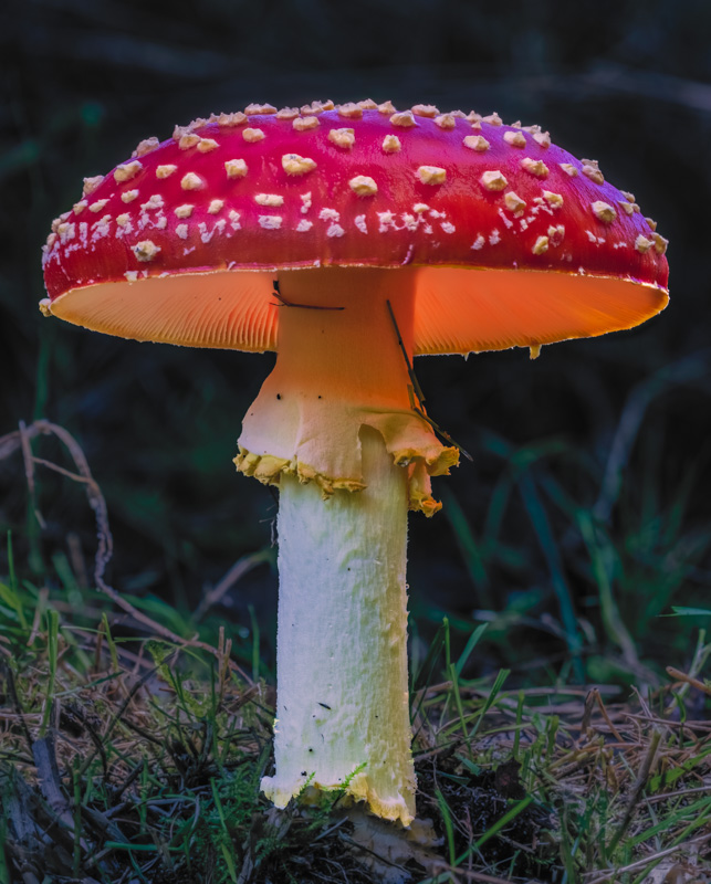 Fliegenpilz - Amanita Muscaria