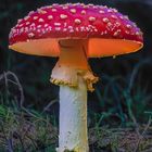 Fliegenpilz - Amanita Muscaria