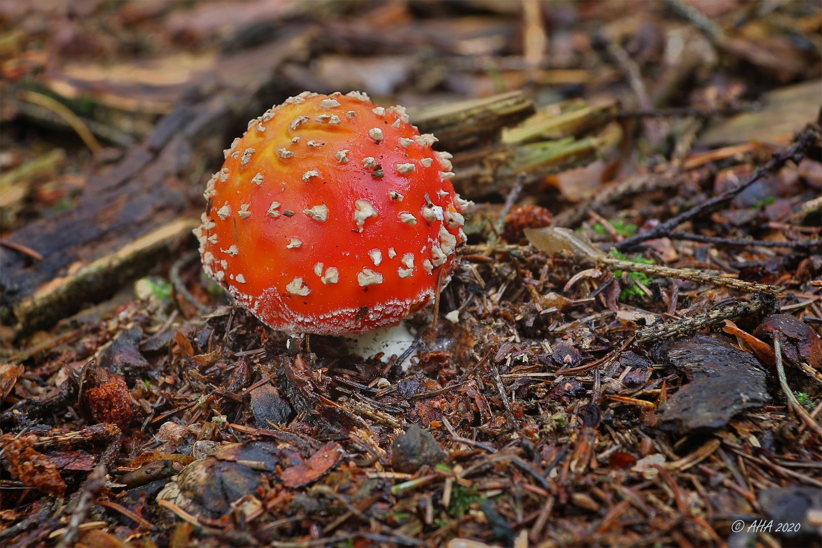 Fliegenpilz (Amanita muscaria) 