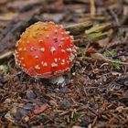 Fliegenpilz (Amanita muscaria) 