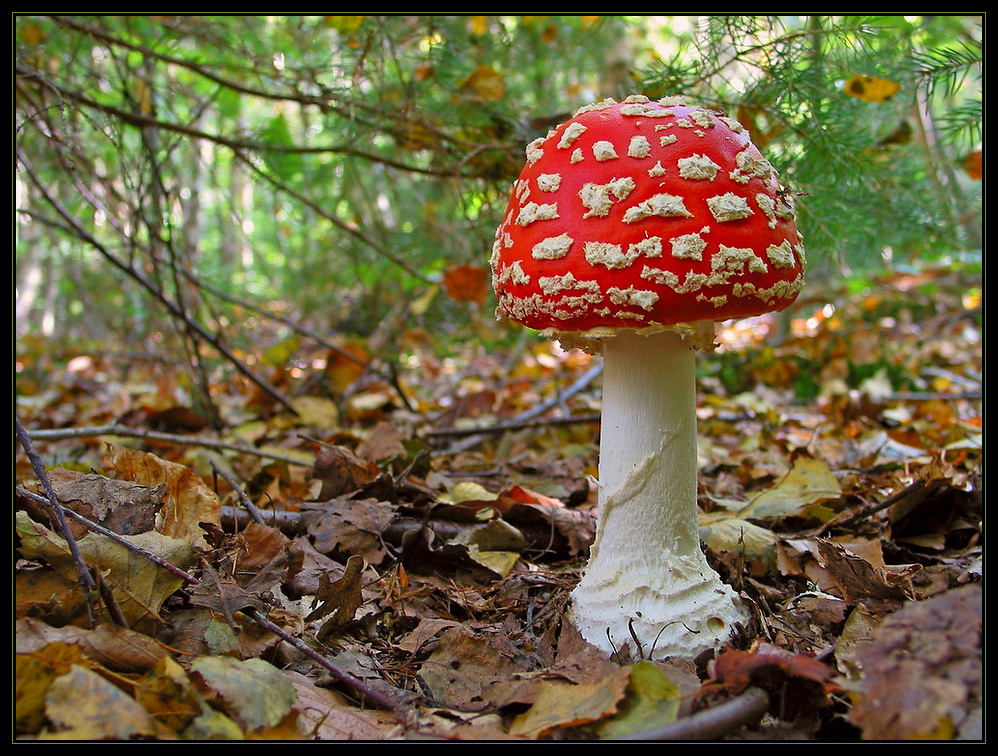 Fliegenpilz (Amanita muscaria)