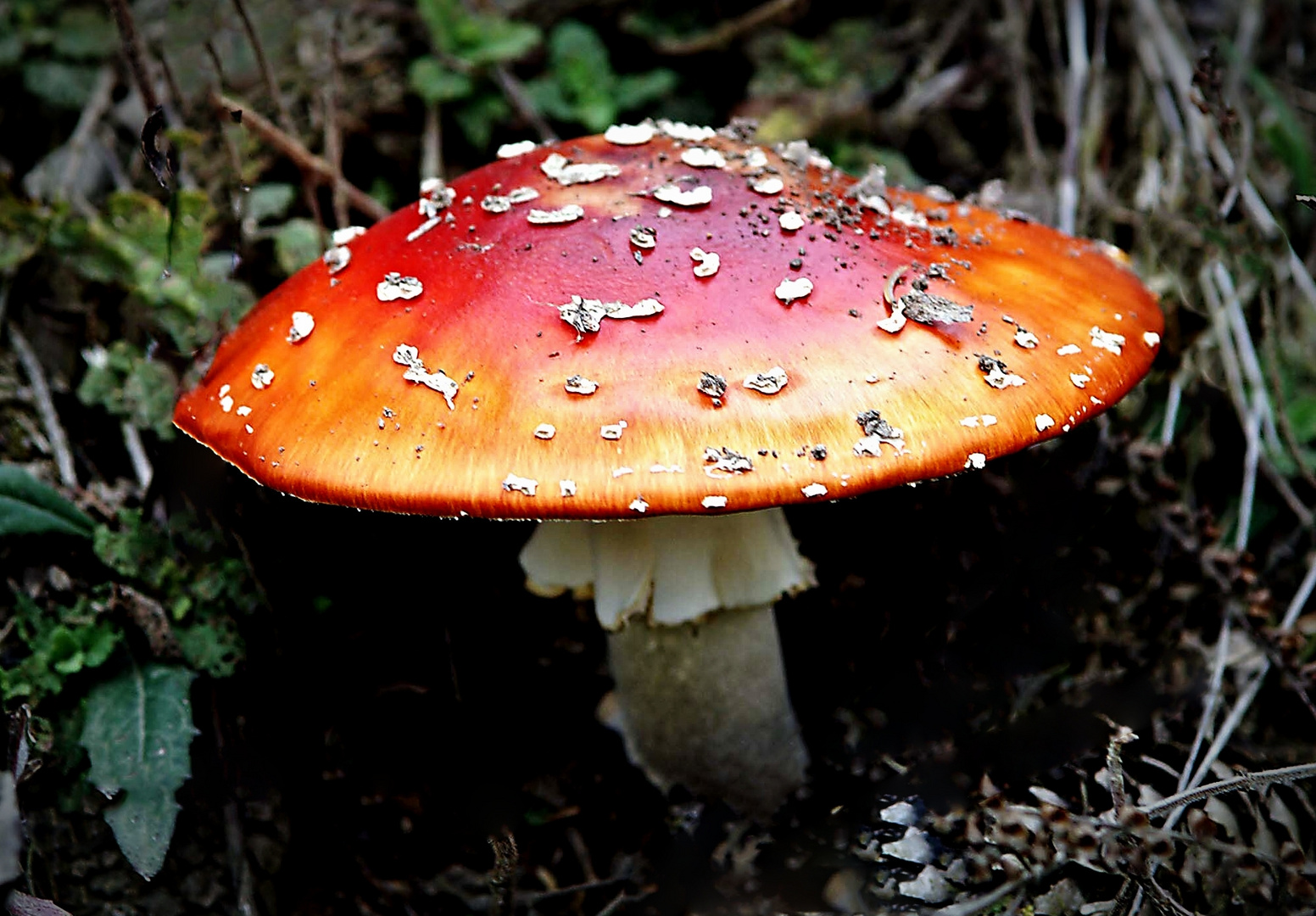 Fliegenpilz (Amanita muscaria)