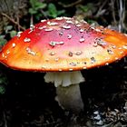 Fliegenpilz (Amanita muscaria)