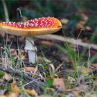 Fliegenpilz (Amanita muscaria)......