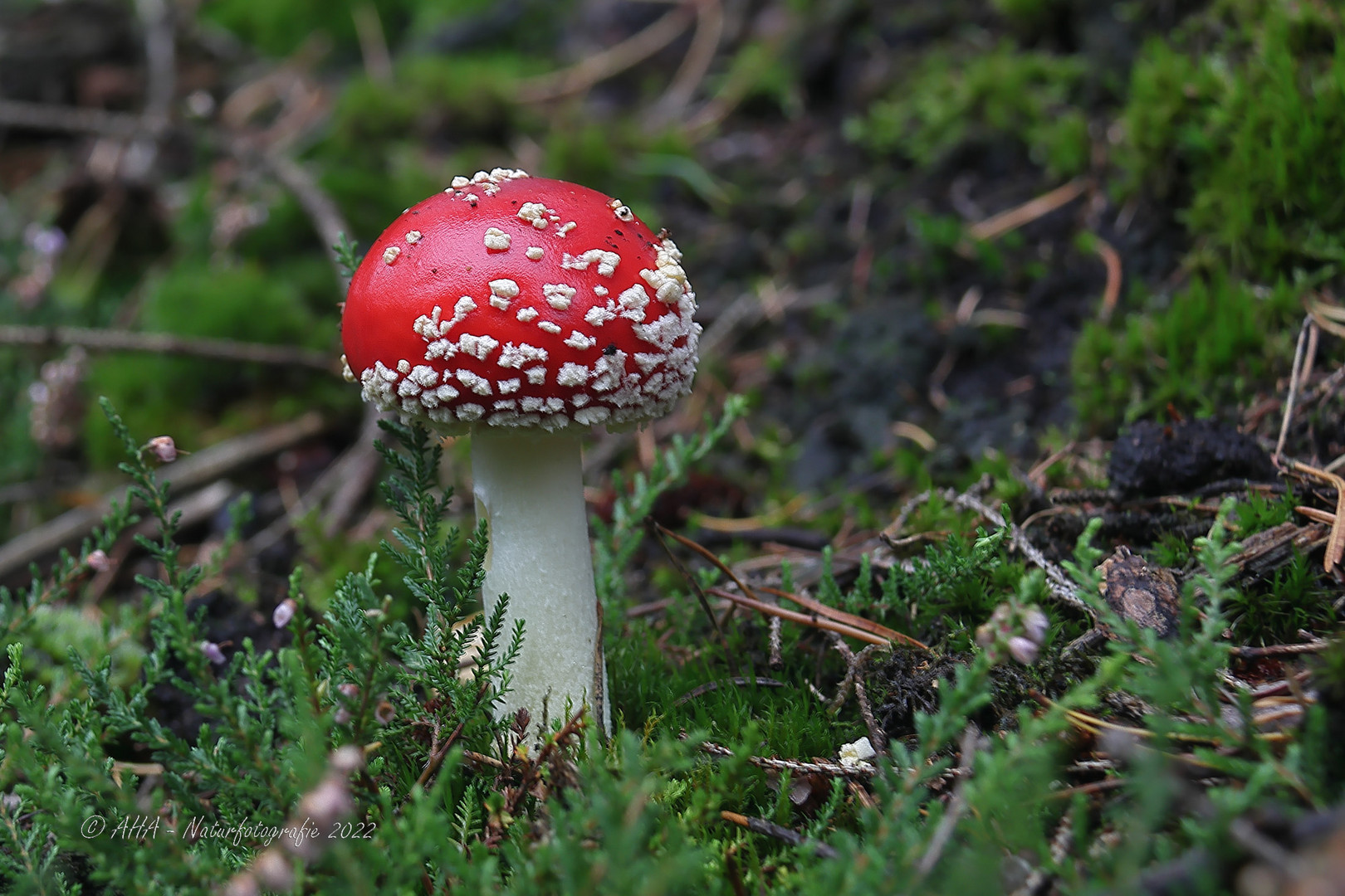 Fliegenpilz (Amanita muscaria)