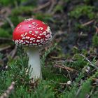 Fliegenpilz (Amanita muscaria)