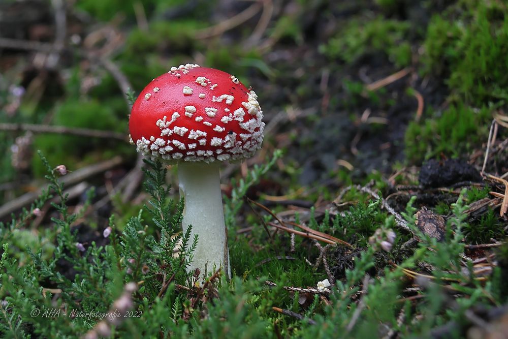 Fliegenpilz (Amanita muscaria)