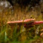 FliegenPilz Amanita Muscaria