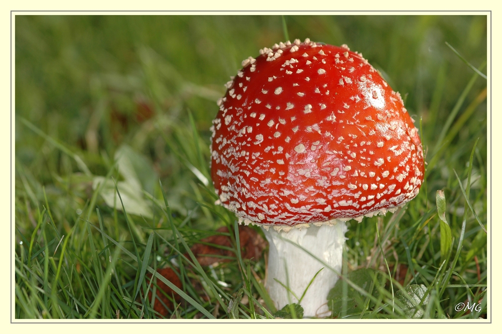 Fliegenpilz ( Amanita muscaria )