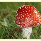 Fliegenpilz ( Amanita muscaria )