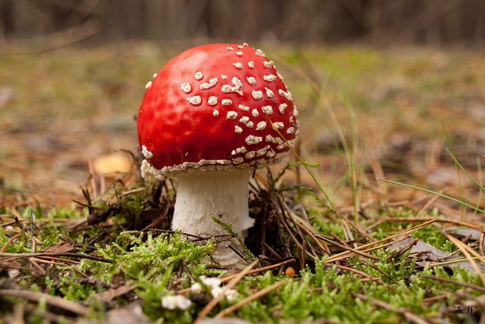 Fliegenpilz -- Amanita muscaria