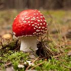 Fliegenpilz -- Amanita muscaria