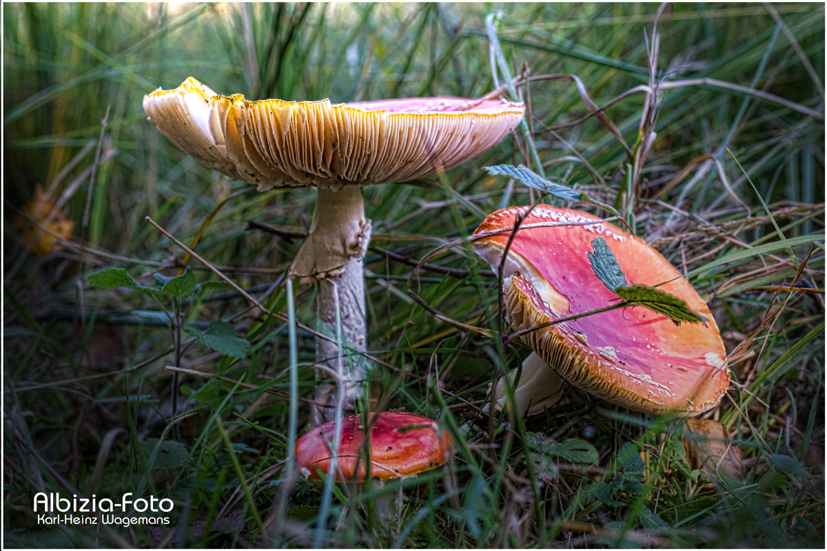 Fliegenpilz (Amanita muscaria)