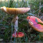 Fliegenpilz (Amanita muscaria)