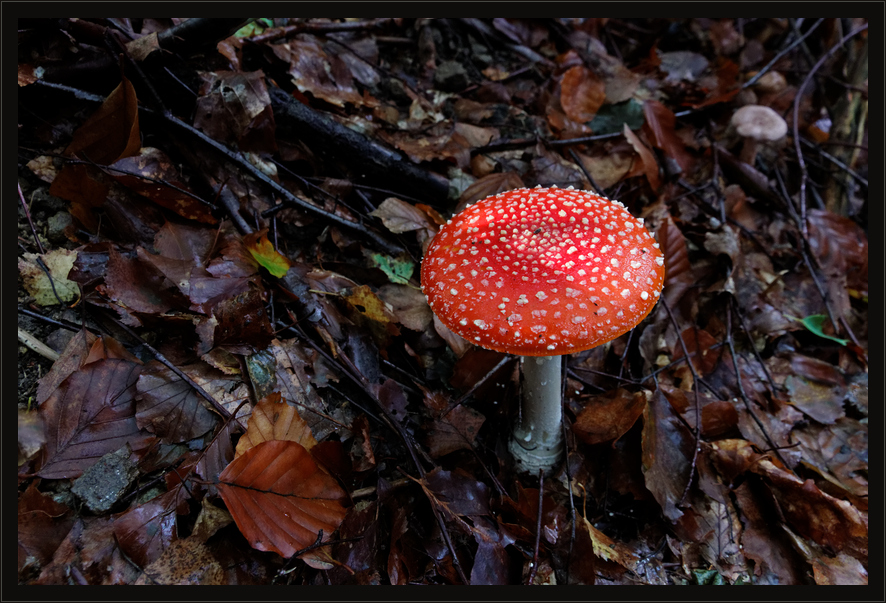 Fliegenpilz (Amanita muscaria) 