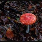 Fliegenpilz (Amanita muscaria) 