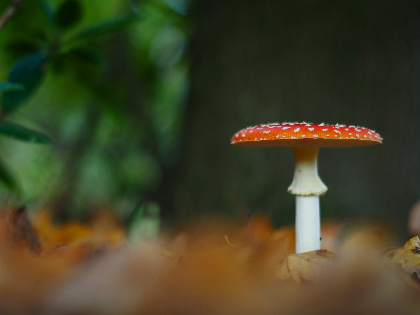 Fliegenpilz - Amanita muscaria