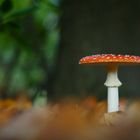 Fliegenpilz - Amanita muscaria