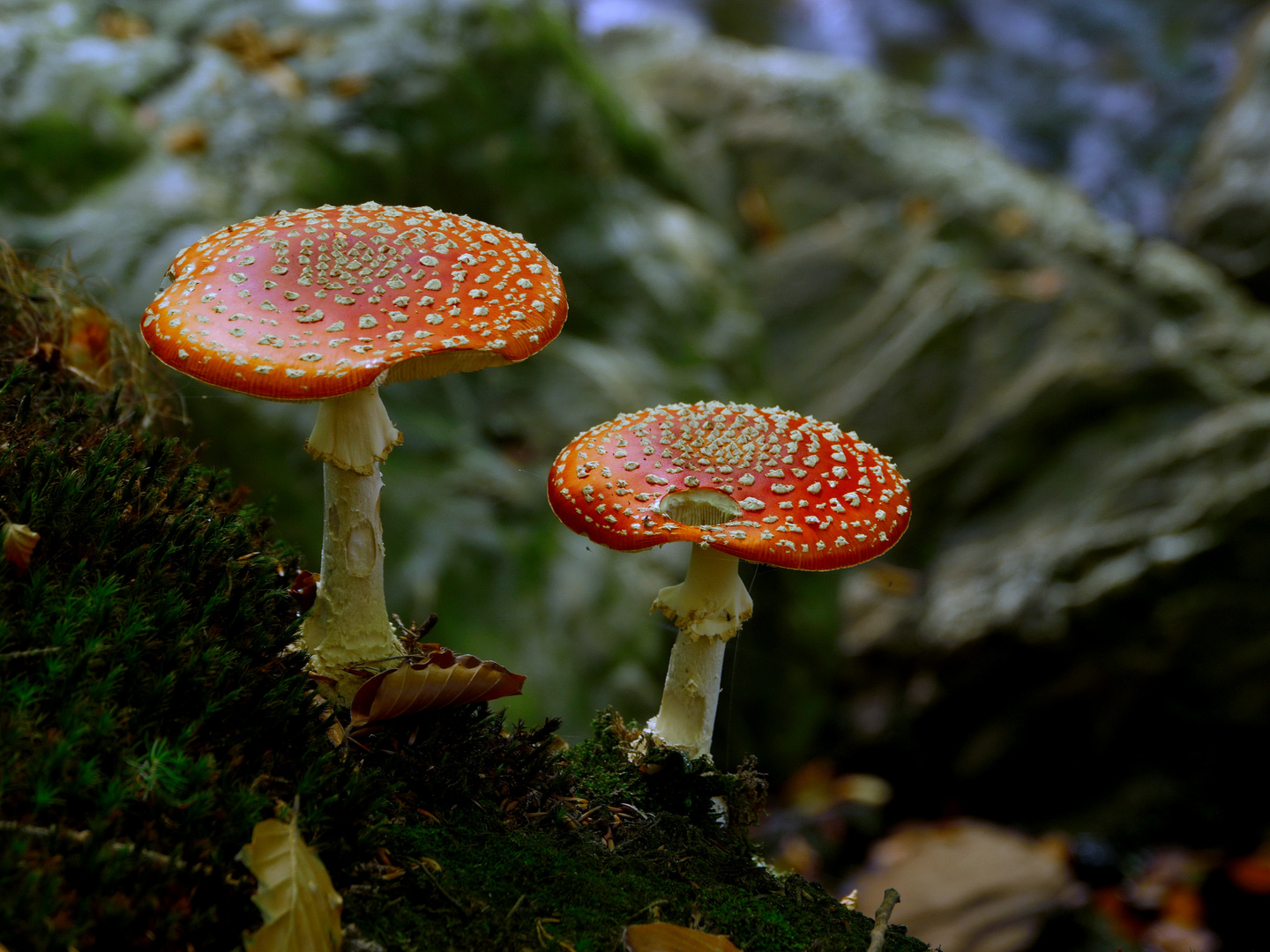 Fliegenpilz (Amanita muscaria)