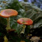 Fliegenpilz (Amanita muscaria)