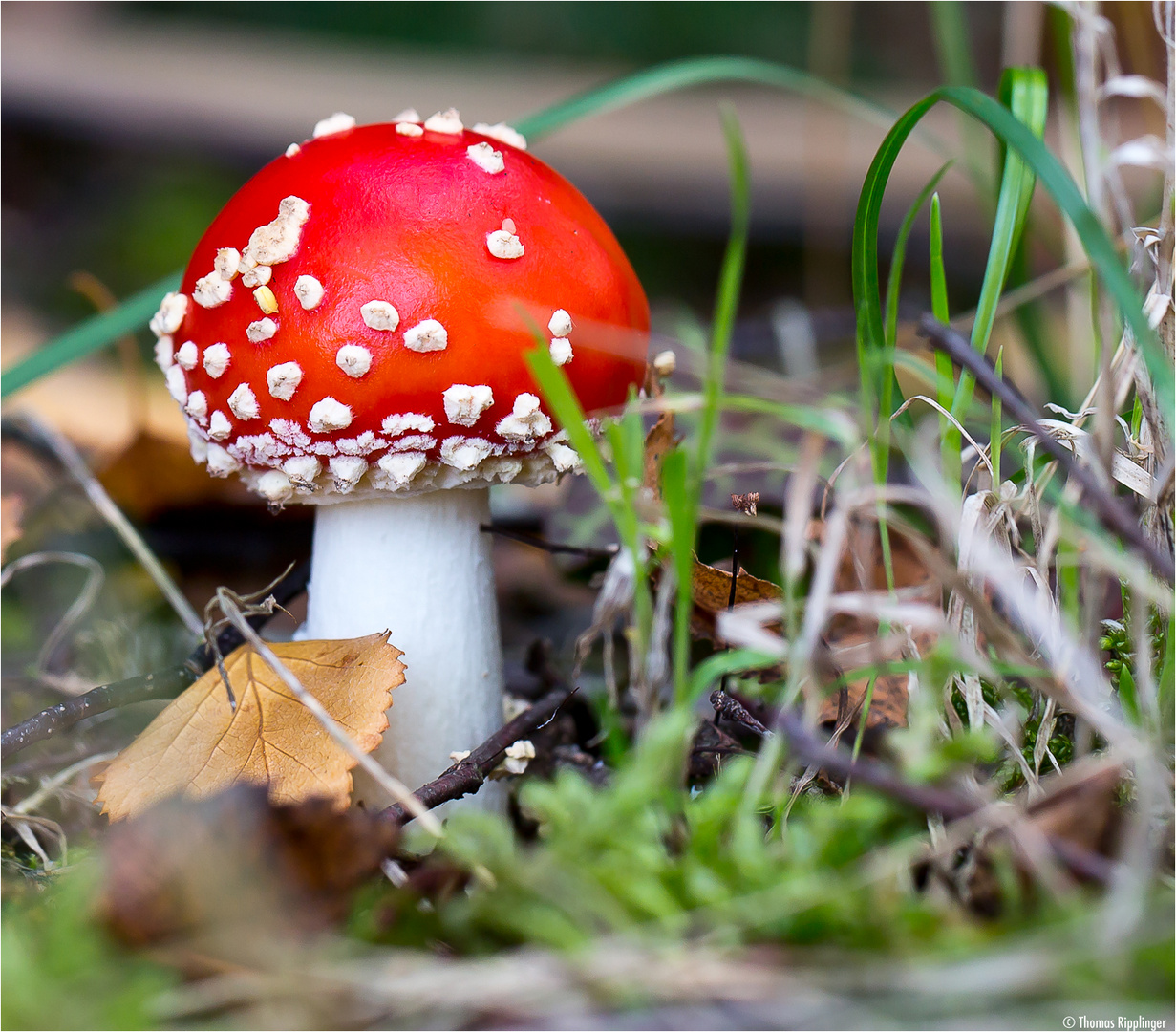 Fliegenpilz (Amanita muscaria)........