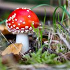 Fliegenpilz (Amanita muscaria)........