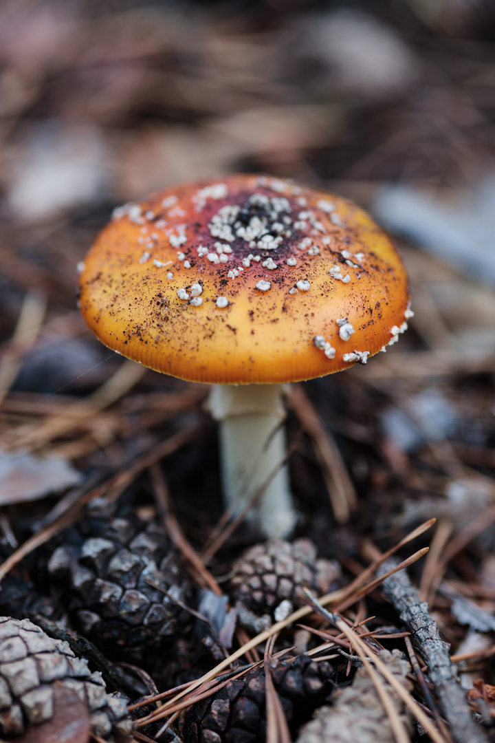 Fliegenpilz (Amanita muscaria)