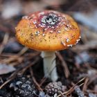 Fliegenpilz (Amanita muscaria)