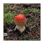 Fliegenpilz (Amanita muscaria)