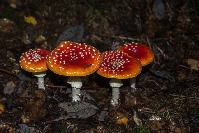 Fliegenpilz (Amanita muscaria)