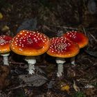 Fliegenpilz (Amanita muscaria)