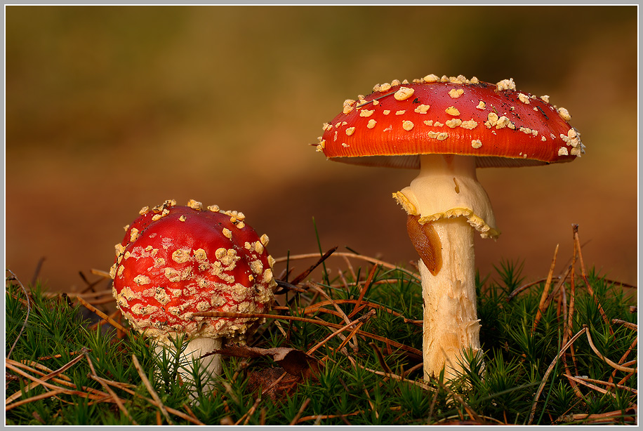 Fliegenpilz (Amanita muscaria)