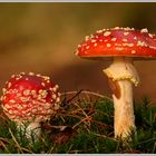 Fliegenpilz (Amanita muscaria)