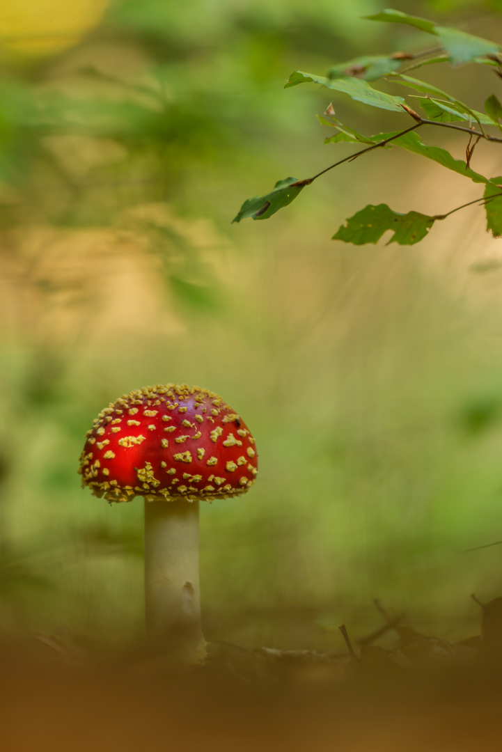 Fliegenpilz / Amanita muscaria