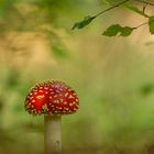 Fliegenpilz / Amanita muscaria