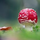 Fliegenpilz (Amanita muscaria)