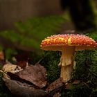 Fliegenpilz (Amanita muscaria)