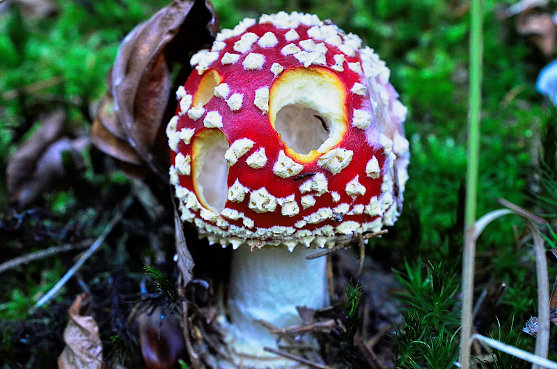 Fliegenpilz / Amanita muscaria