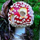 Fliegenpilz / Amanita muscaria