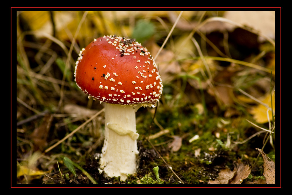 Fliegenpilz (Amanita muscaria)