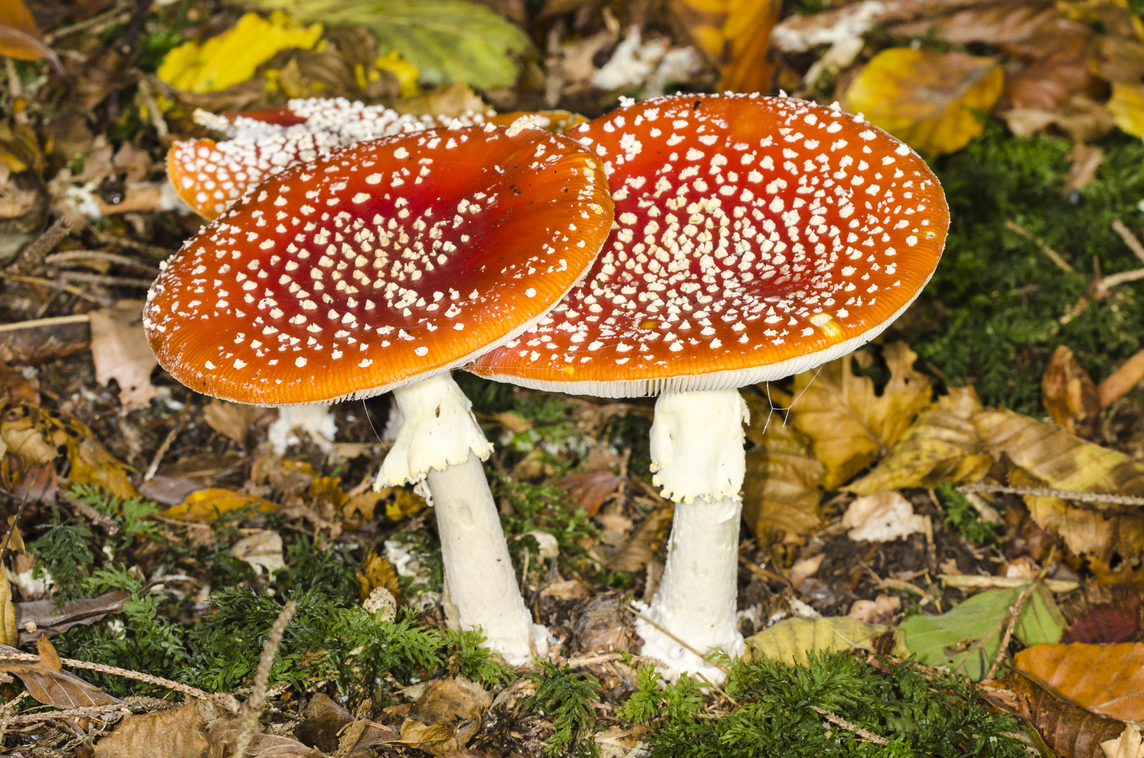 Fliegenpilz (Amanita muscaria)