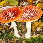 Fliegenpilz (Amanita muscaria)