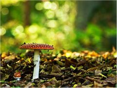 Fliegenpilz (Amanita muscaria).....