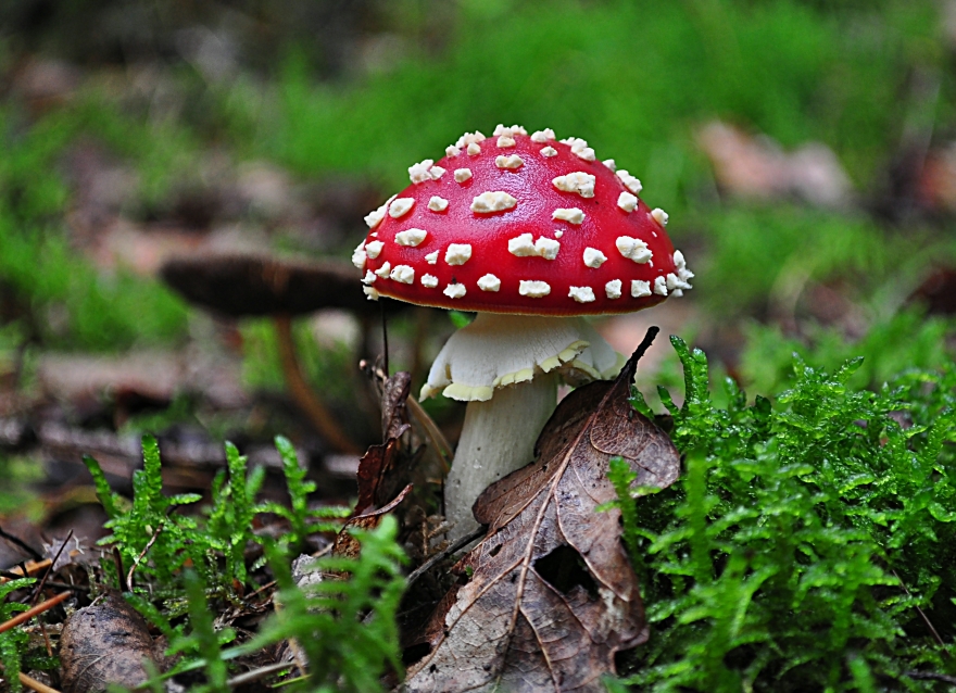 Fliegenpilz / Amanita Muscaria ganz gross ;)